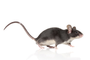 Schadnager Ratten Mäuse bekämpfen