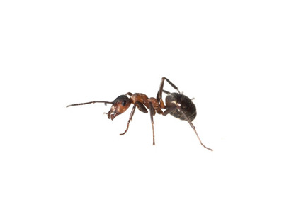 Ameisen bekämpfen