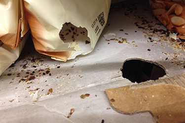 Schädlingsbekämpfung Maus