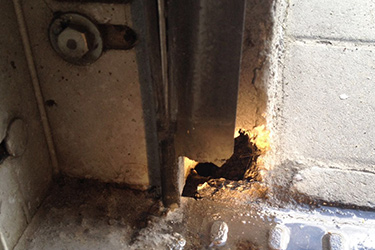 Schädlingsbekämpfung Kammerjäger Ratte