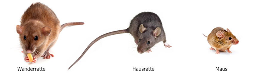 Ratte Wanderratte Hausratte Maus bekämpfen