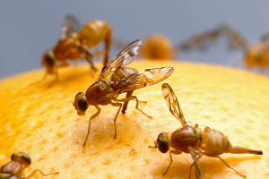 Fruchtfliegen